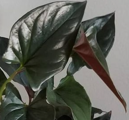 싱고니움 에리스로필름(Syngonium erythrophyllum)의 매혹적인 자태. 매력적인 녹색잎과 붉은 줄기