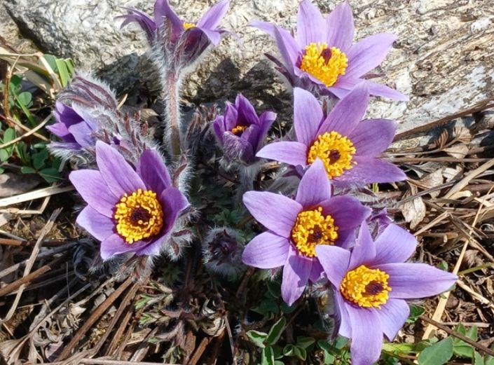 동강 할미꽃 축제