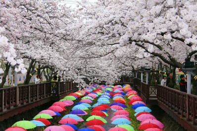 진해 군항제 일정