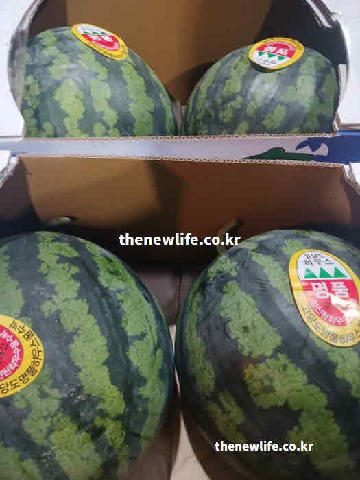 수박 효능 부작용 혈당 지수 당뇨병 환자