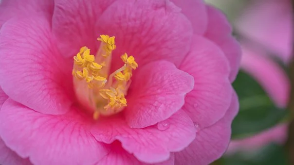 동백꽃 주꾸미 축제