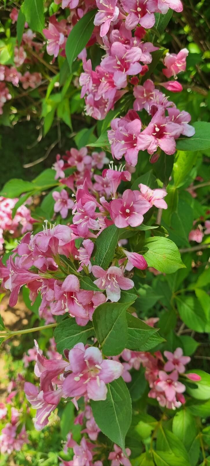 부천 백만송이 장미공원 장미축제 찾아가는 길