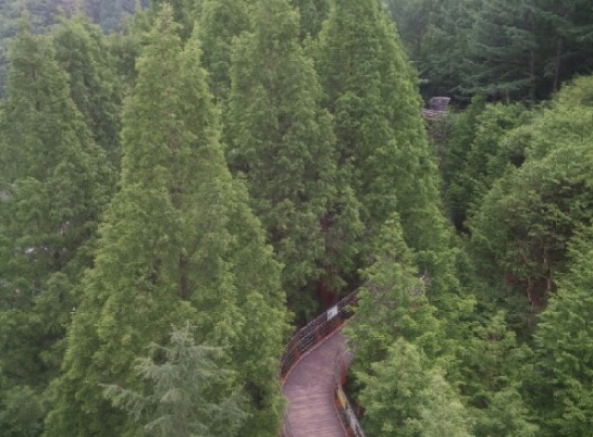 대전 장태산 자연휴양림 