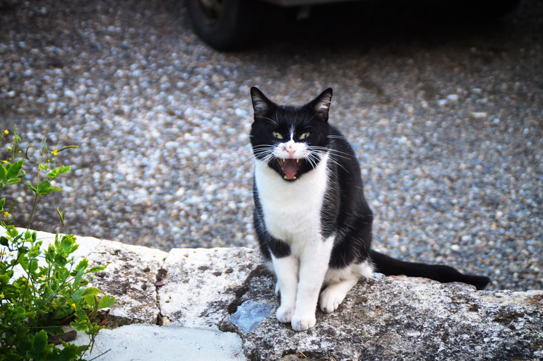 Chat.
