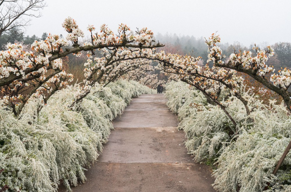 무궁화수목원의-꽃터널