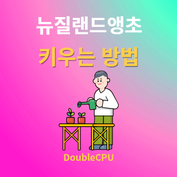 뉴질랜드앵초 키우기