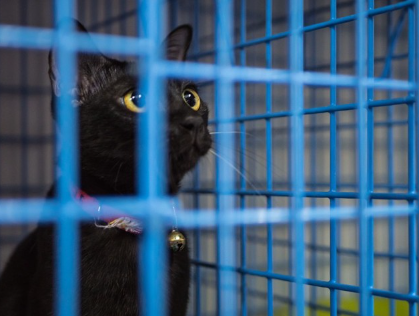 고양이 외로워.