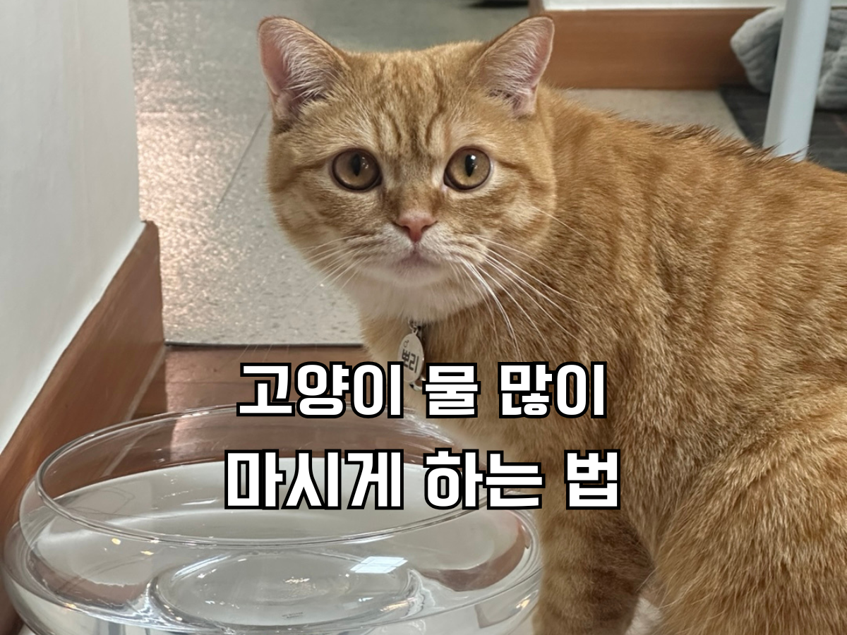 유리 물그릇 옆에 서서 카메라를 보는 주황 고양이 앞에 고양이 물 많이 마시게 하는 법 글씨가 적힌 썸네일