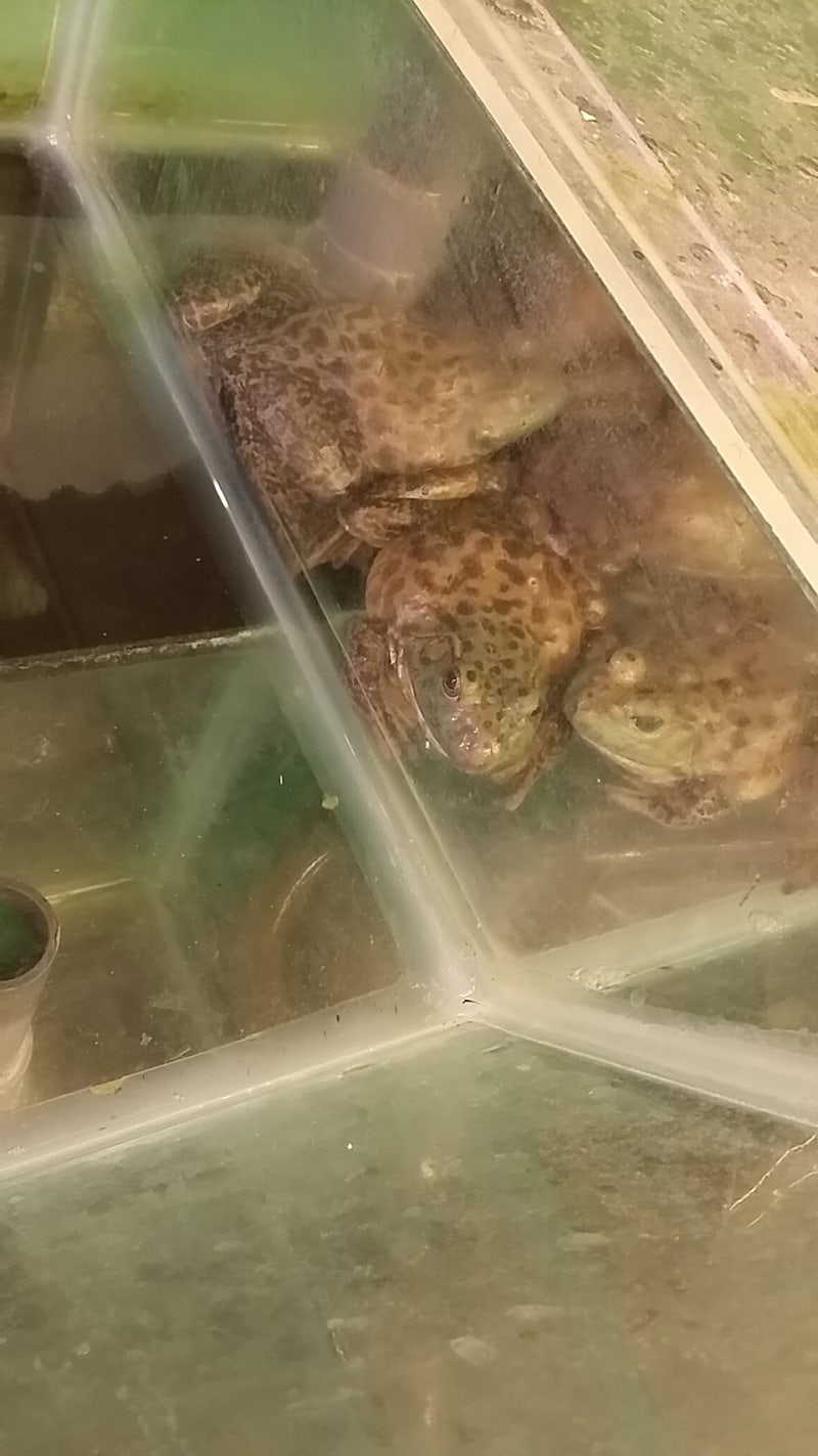 개구리