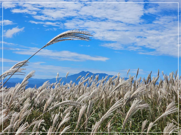 황매산국립공원 억새 이미지/ 출처: 황매산국립공원 홈페이지