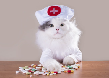 약을 주는 고양이 간호사.