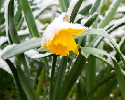 겨울 꽃 수선화