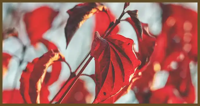 서울 근교 단풍 명소 (지금이 단풍 절정시기)