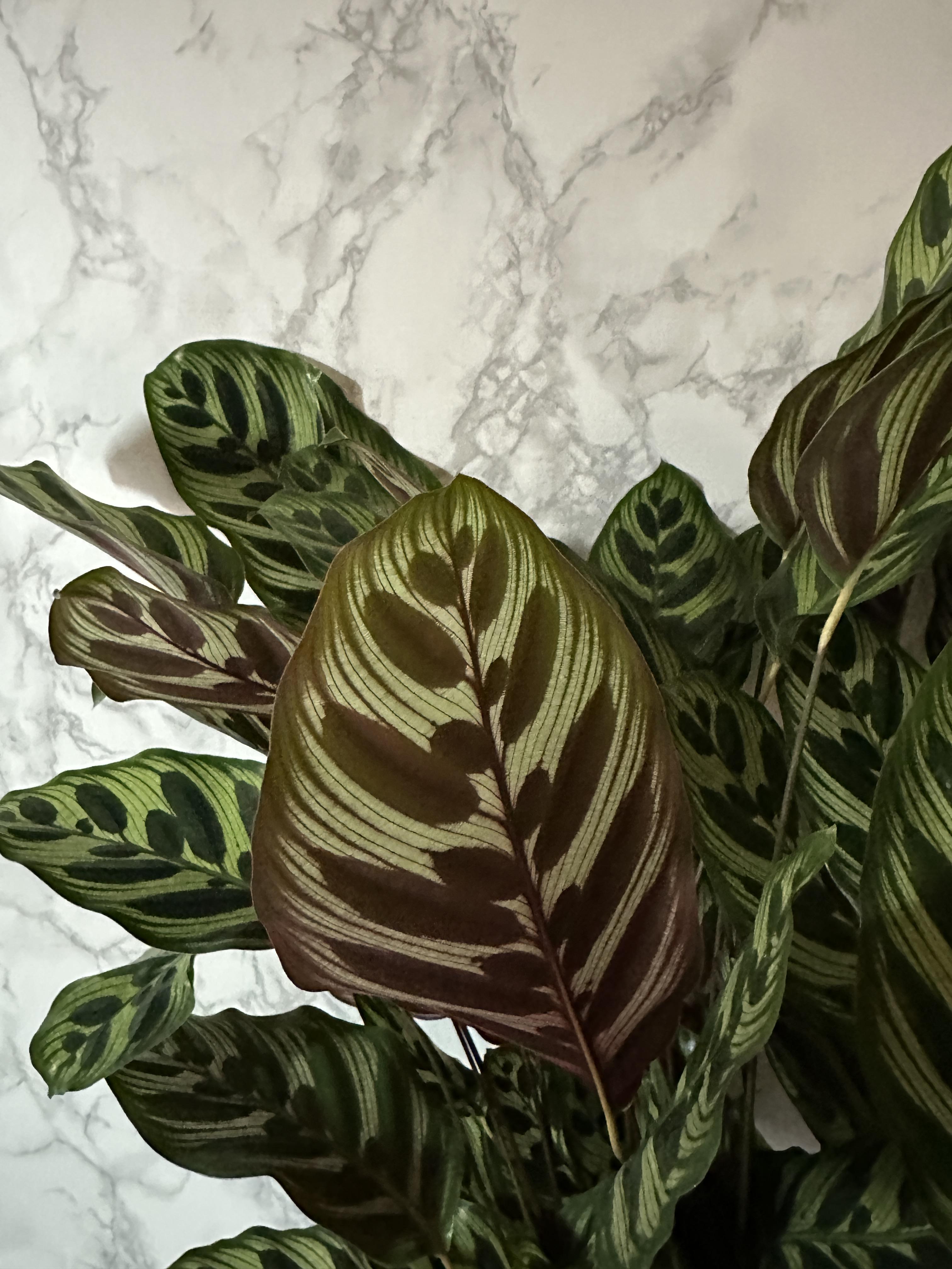 실내 공기정화식물 추천 마코야나 부부초