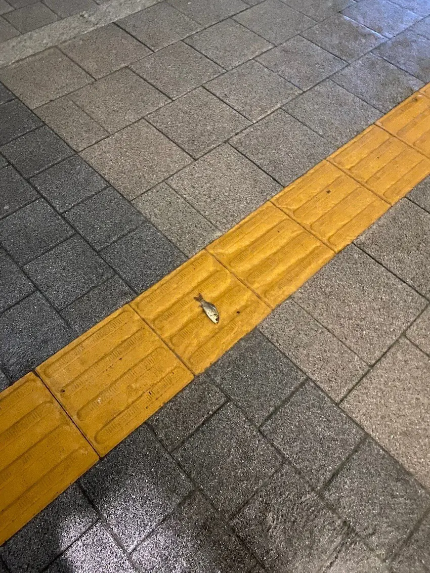 서울 물난리 물고기