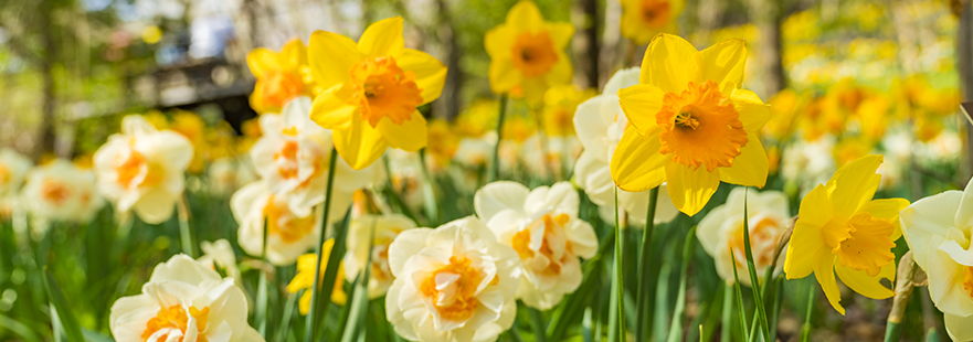 수선화 사진 (출처:화담숲 홈페이지)