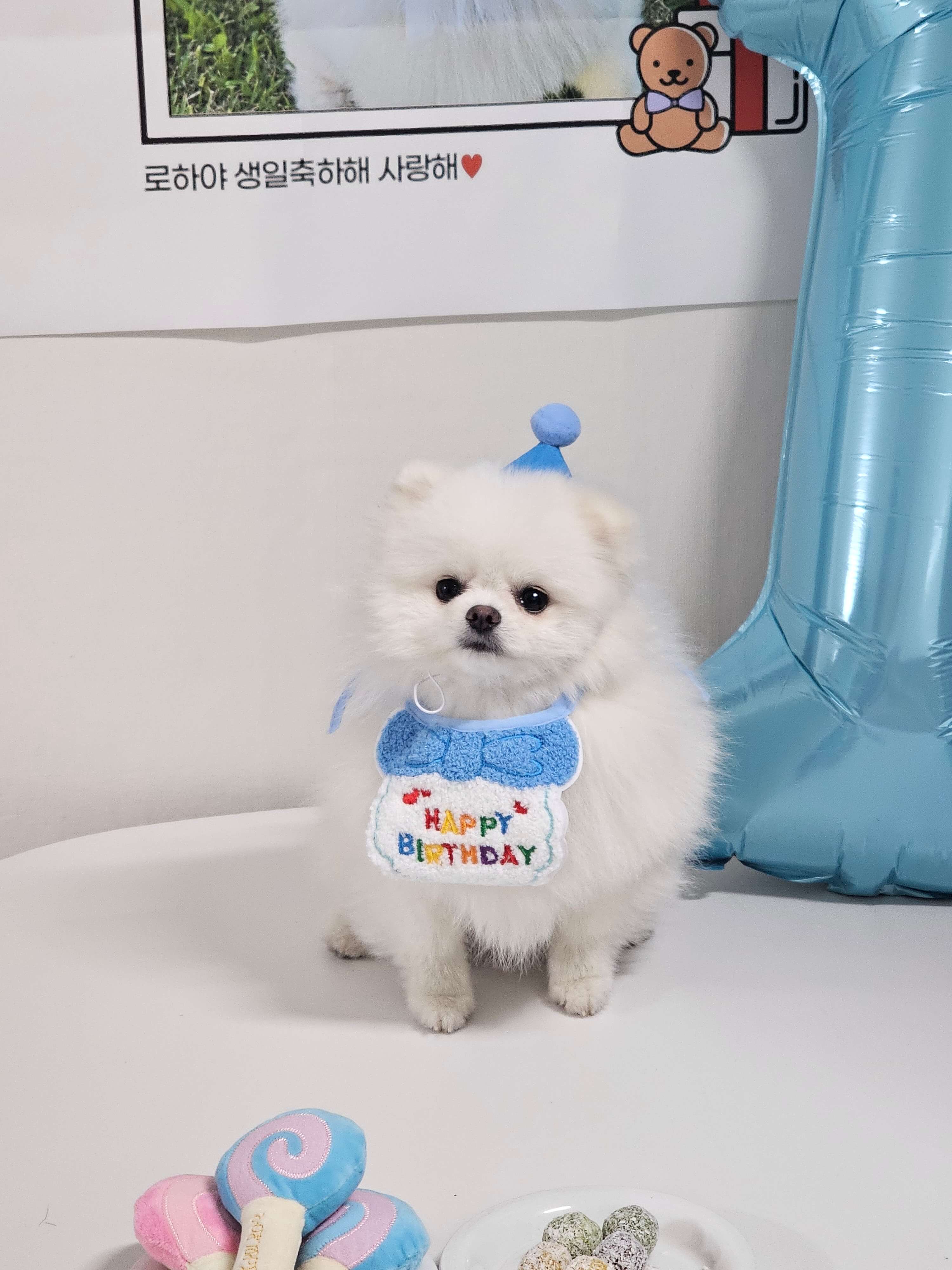 강아지-생일파티