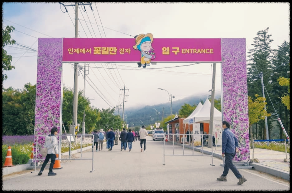 인제 가을꽃축제