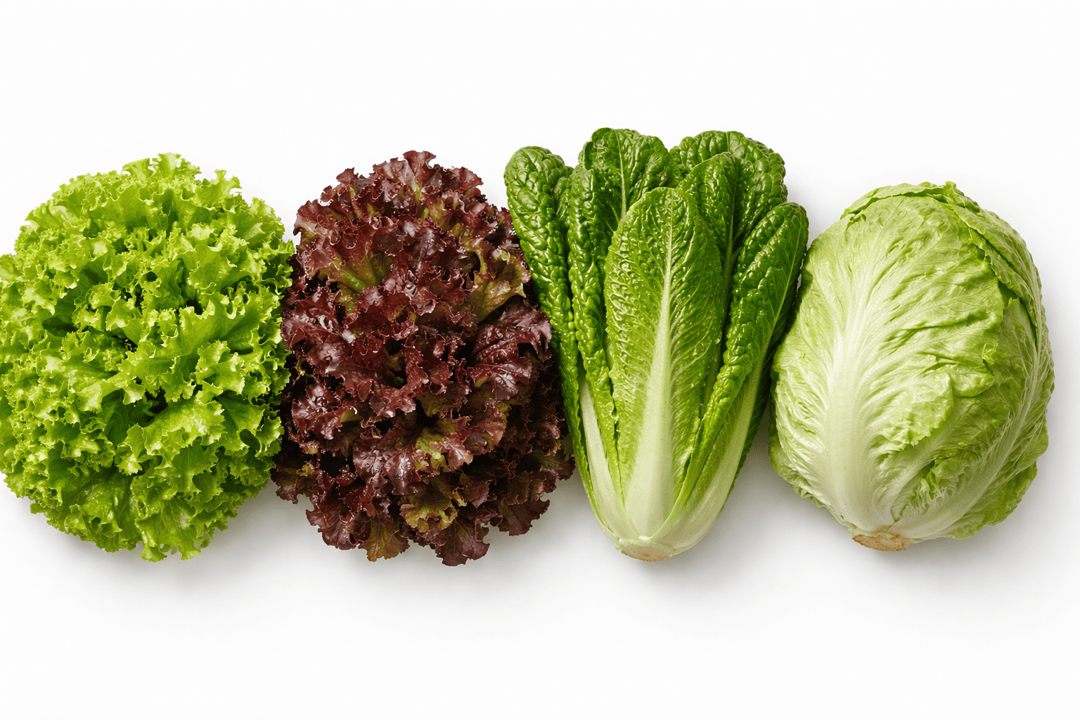 상추 종류별 특징과 활용법