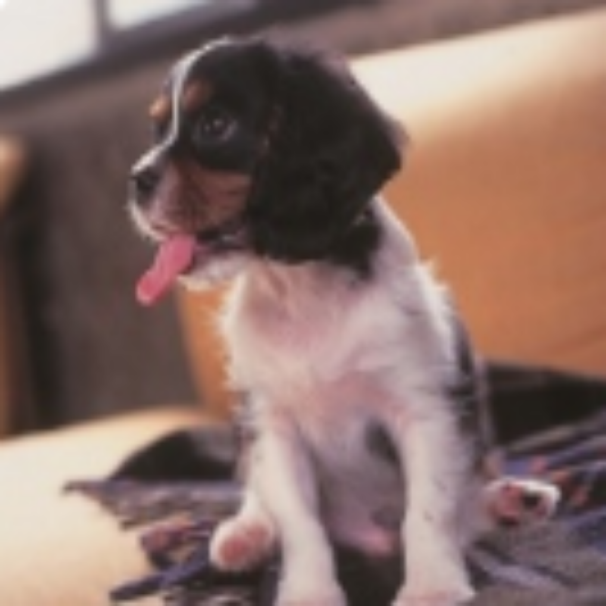 카바리에 킹찰스 스파니