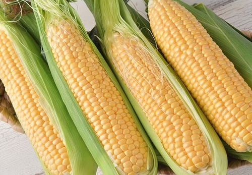 초당옥수수 보관법