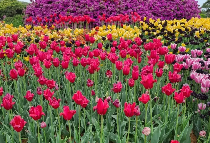태안 튤립축제 일정, 개화시기