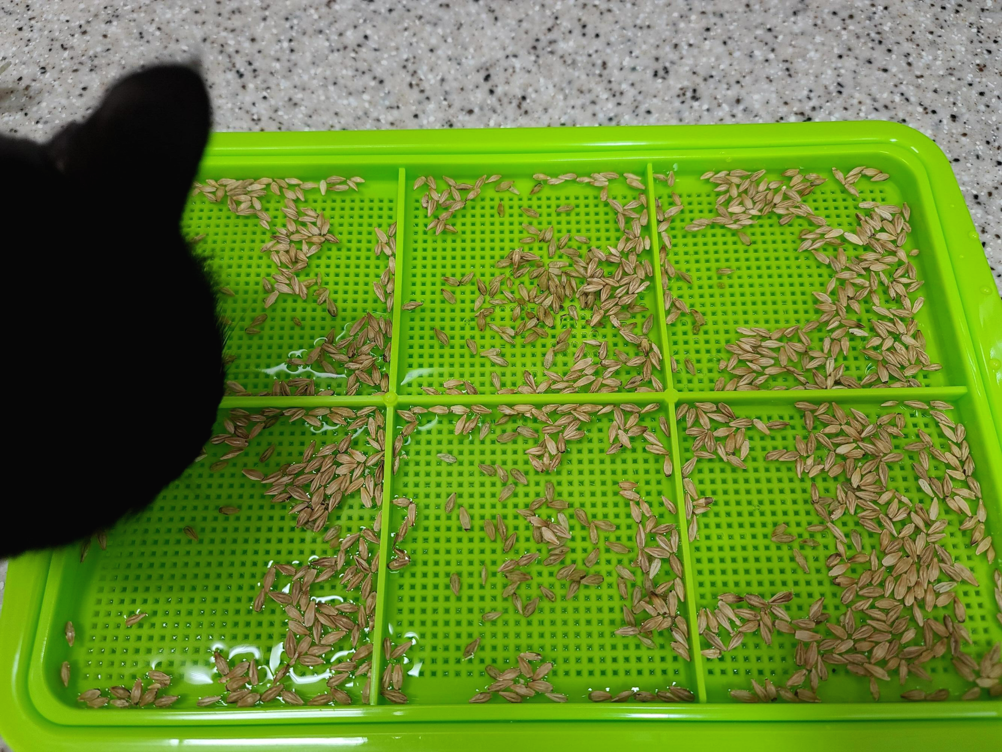 캣글라스가 무섭게자라네요