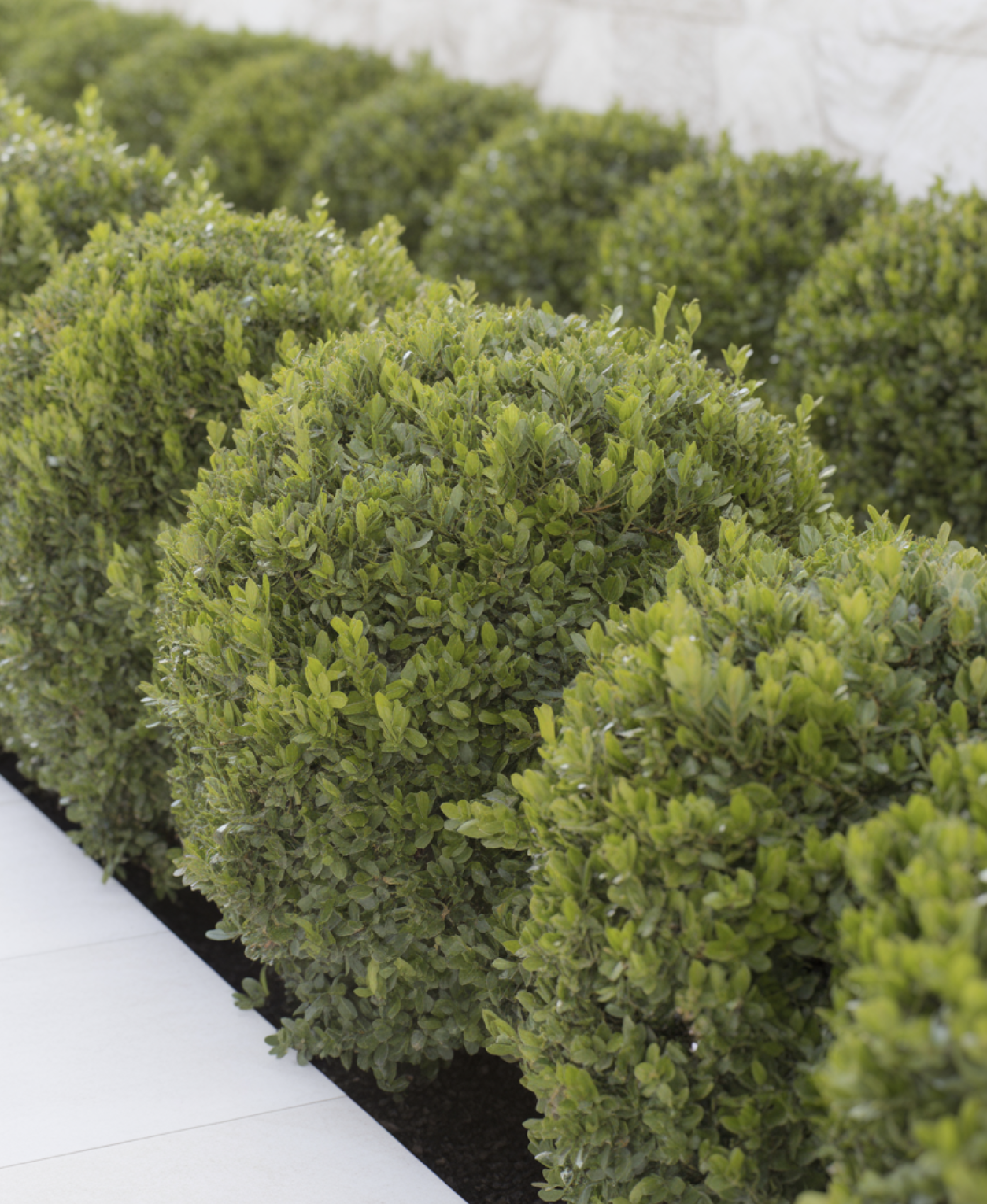 사철나무 묘목 가격&amp;#44; 저렴하고 튼튼한 묘목 고르는 비법