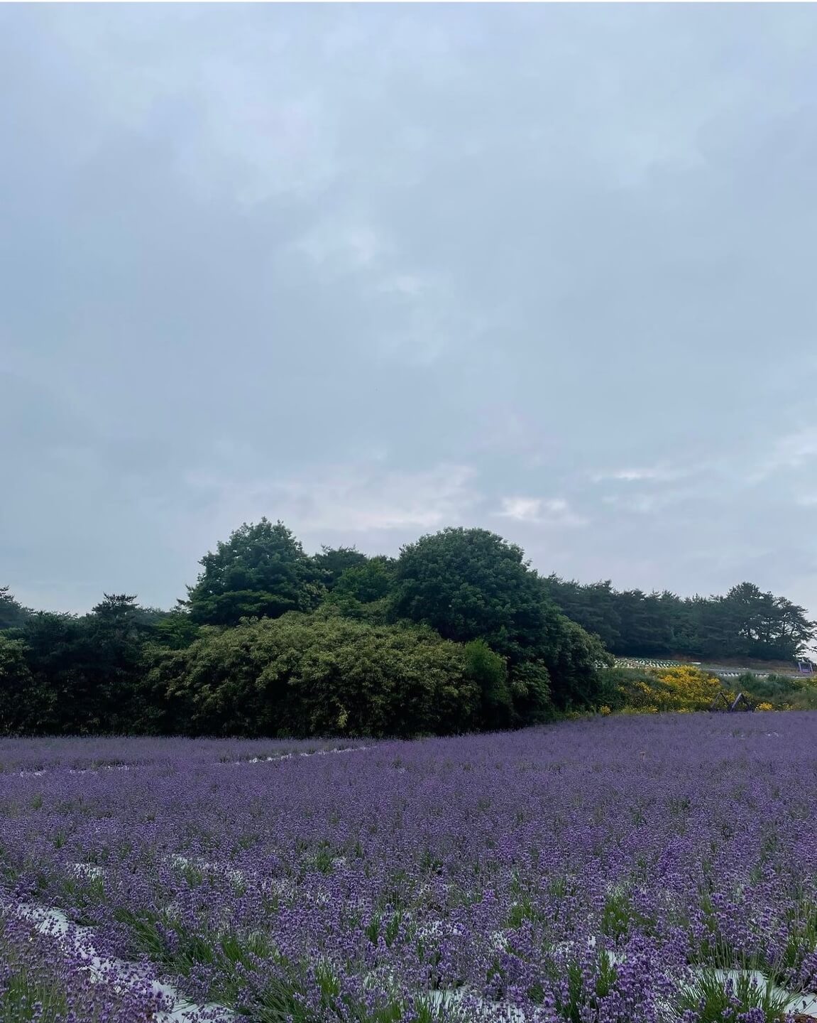 고창청농원 라벤더시즌