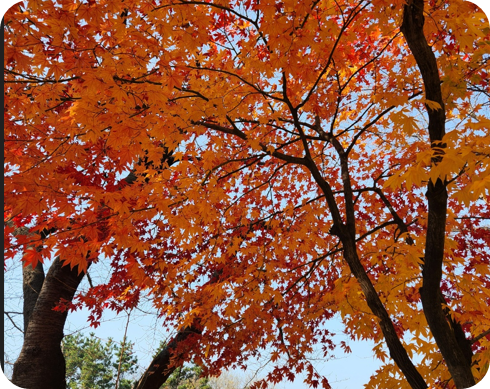 김해 장유 갑오마을 10단지 앞 가을 단풍 [사진=아이올렛]
