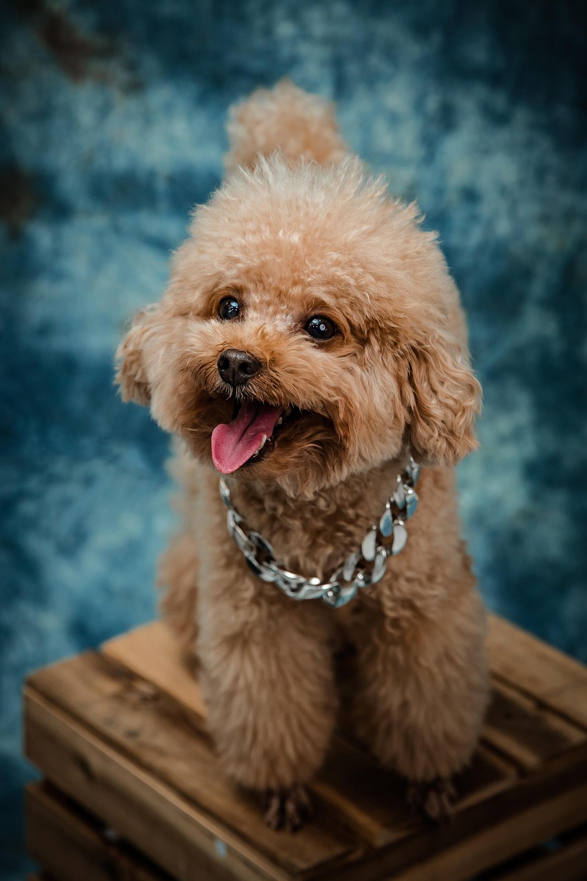 챗GPT피규어박스