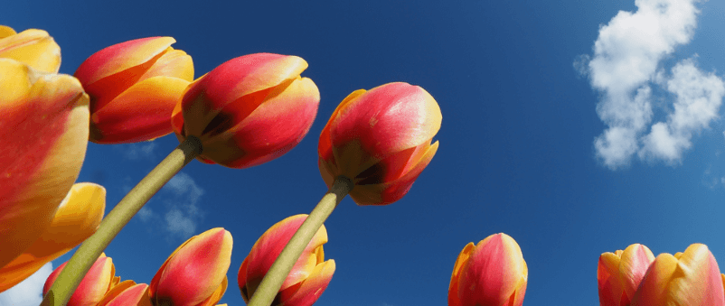태안 튤립축제 기간 입장료 가는길