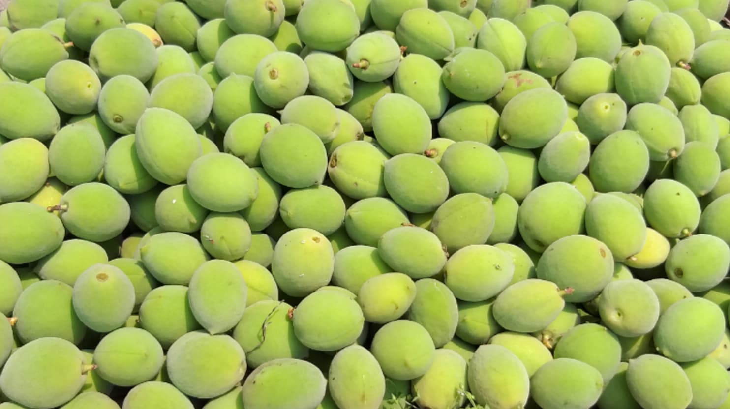 가공을 기다리는 청매실