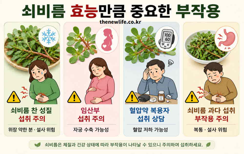쇠비름 효능 중요한 부작용