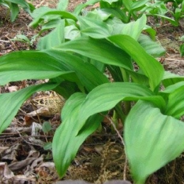 명이나물 효능 부작용 고르는법 영양성분 먹는법