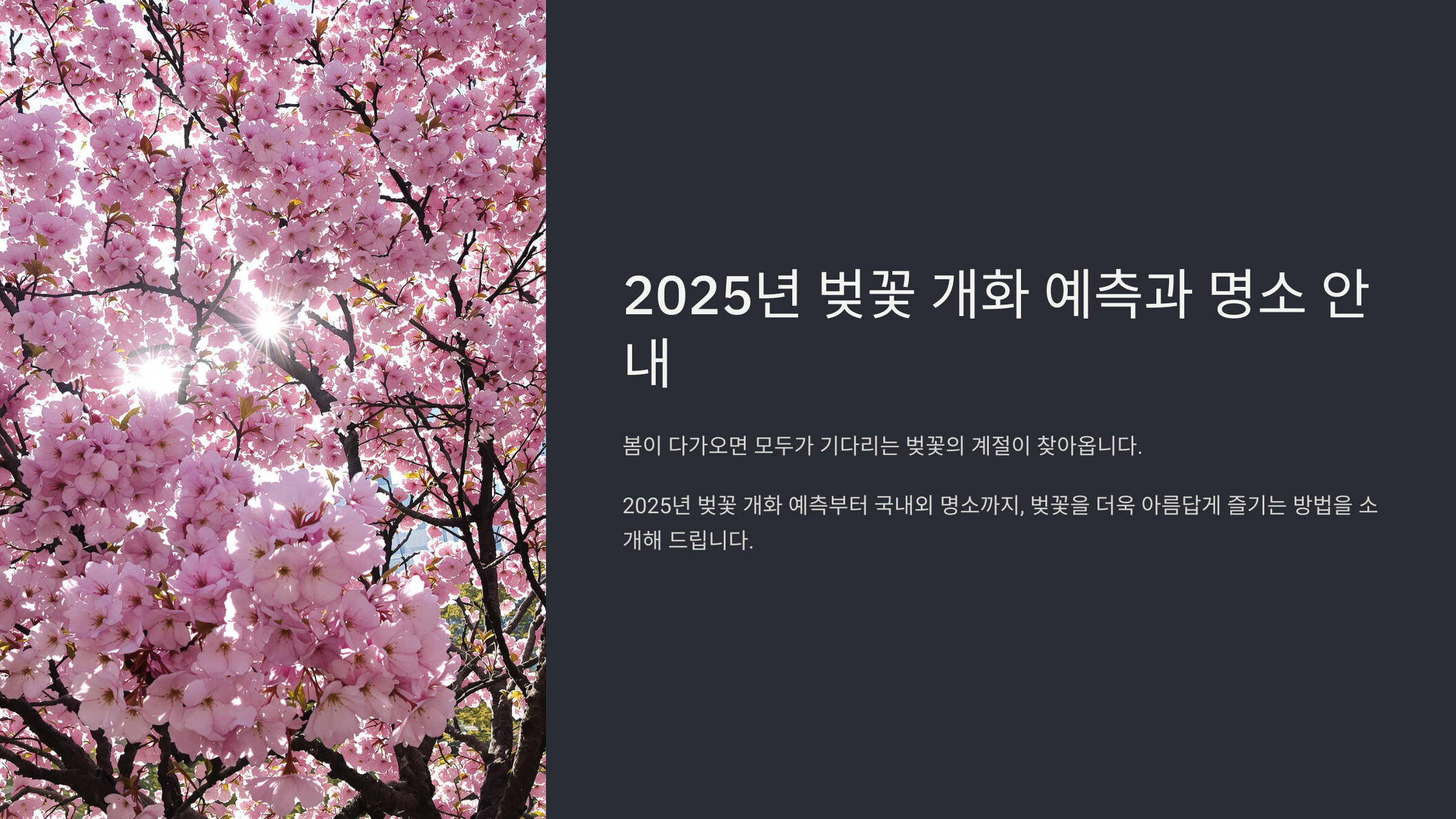 벚꽃 개화 시기 명소 추천 2025