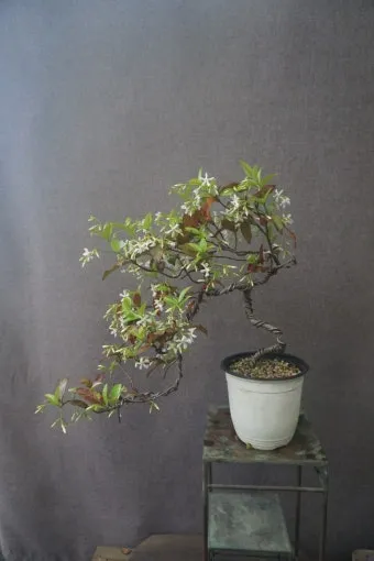 백화등 키우기 삽목방법 가지치기 꽃 노지월동까지_18