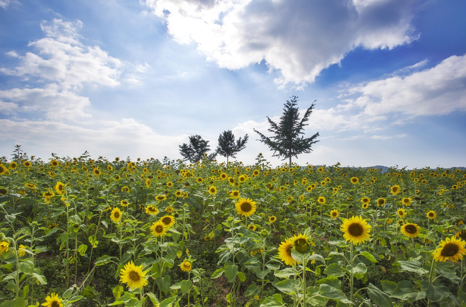 고창군 역사 명소 음식점