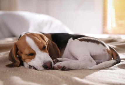 강아지가 자는 방법을 통해 알 수 있는 것,