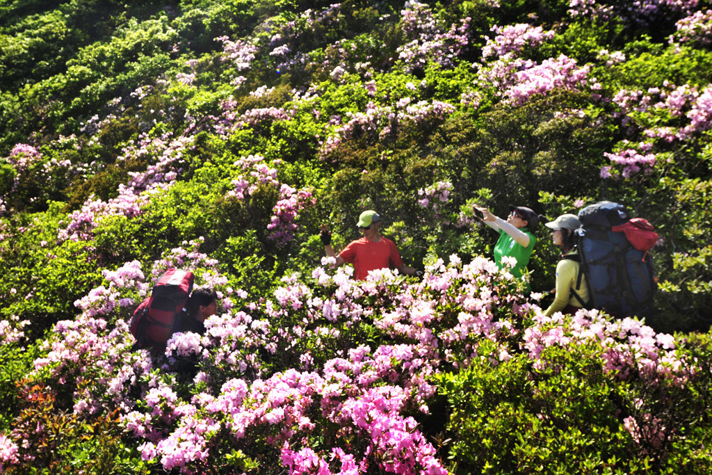 2025 두위봉 철쭉축제 & 산맥페스티벌 일정·등산코스·공연 총정리 (6.13~14)