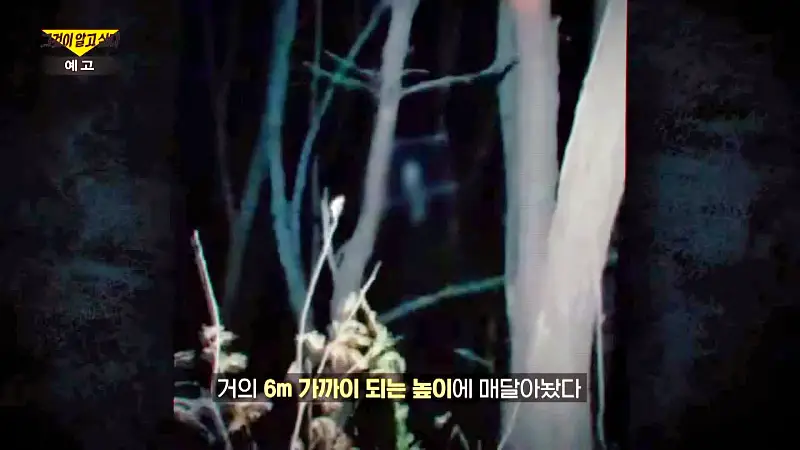 그알 그것이알고싶다 포항 고양이 연쇄 살해 사건 캣맘 불법 먹이 투기 행위 반대 캣 프레데터 강력 살인 범죄 징조 사례 1318회