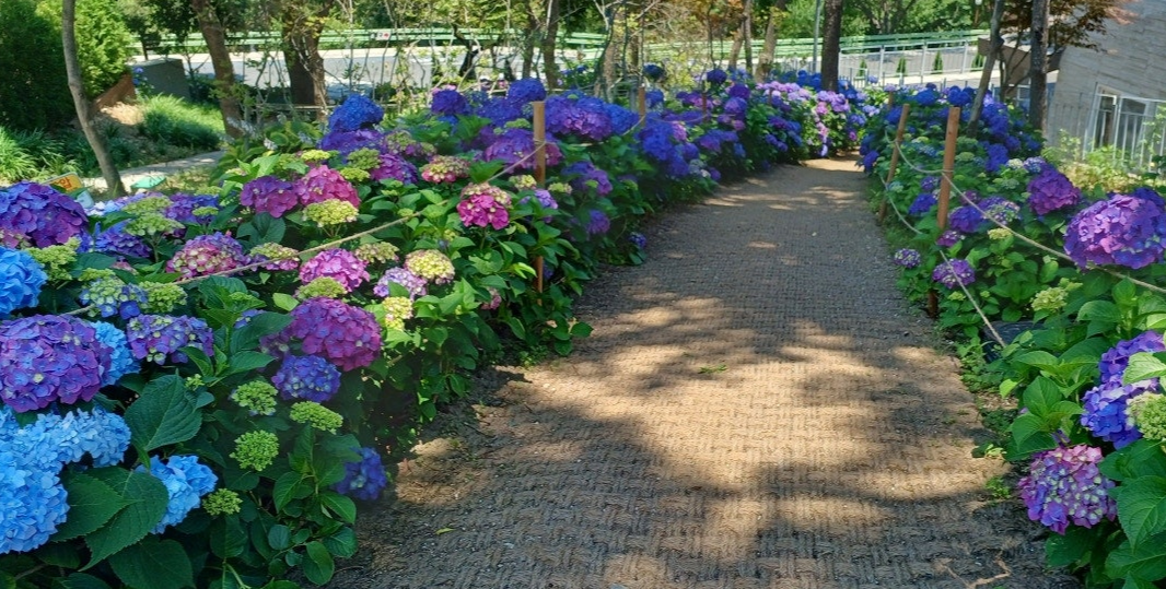 방문자센터 주변 수국