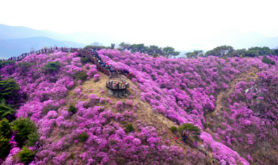 2026 여수 영취산 진달래축제 안내