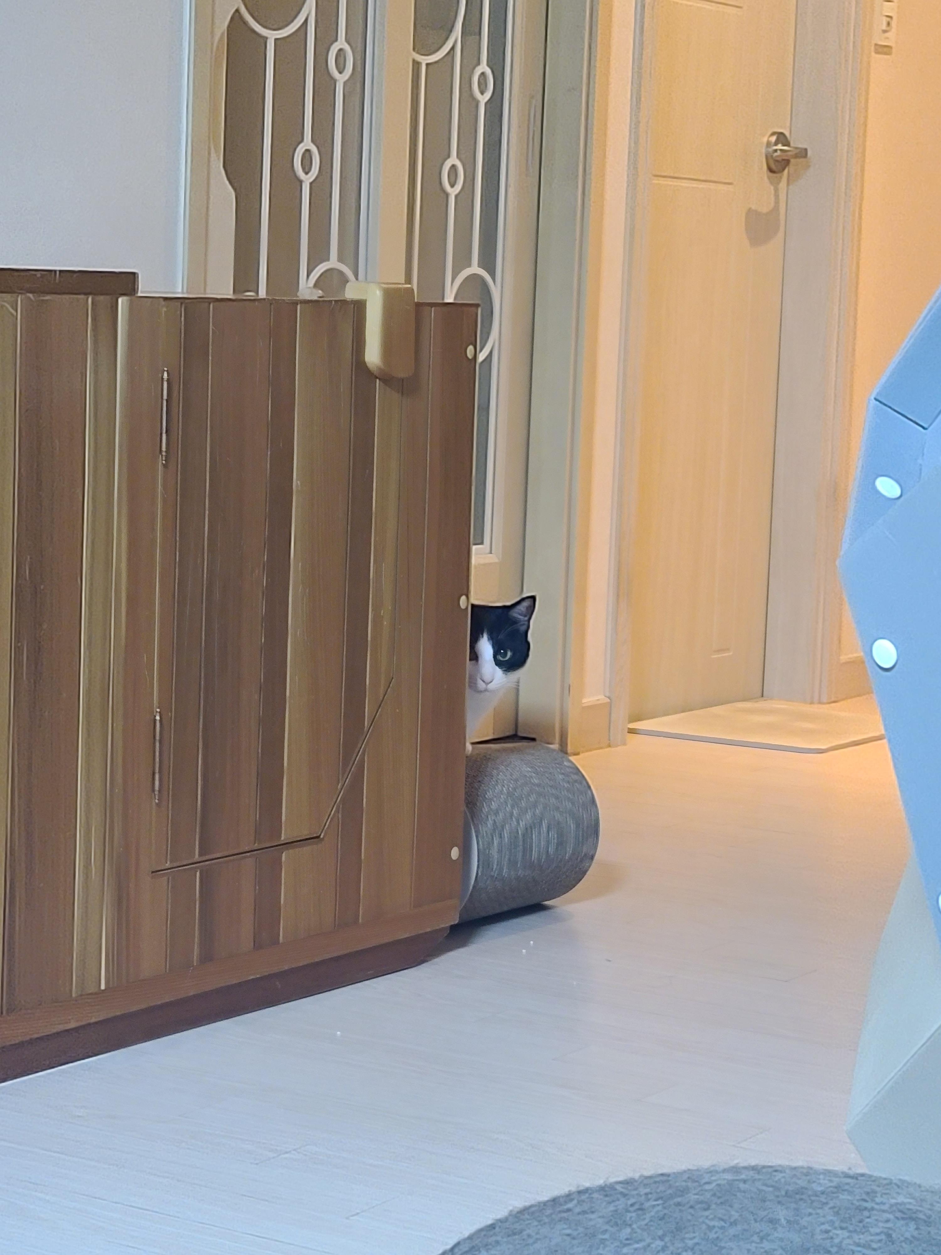 집사가 사준 스크래쳐를 잘 써주는 고양이들. 고양이들에게 스크래쳐가 꼭 필요한 이유.