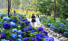 포레스트 수목원 수국