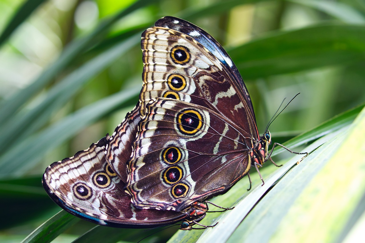 러브 버그 퇴치방법, 러브 버그 익충, 러브 버그 시기, 러브 버그 모기, 러브 버그 방역, 러브 버그 퇴치법, 러브 버그 수명, 러브 버그 천적, 러브 버그 살충제, 러브 버그 출몰, 러브버그퇴치익충, 러브 버그 출몰지역, 러브버그 익충 이유, 러브버그 퇴치제, 러브버그 출몰 시기, 러브버그 원산지, 러브 버그 퇴치방법, 러브 버그 익충, 러브 버그 시기, 러브 버그 모기, 러브 버그 방역, 러브 버그 퇴치법, 러브 버그 수명, 러브 버그 천적, 러브 버그 살충제, 러브 버그 출몰, 러브버그퇴치익충, 러브 버그 출몰지역, 러브버그 익충 이유, 러브버그 퇴치제, 러브버그 출몰 시기, 러브버그 원산지, 러브 버그 퇴치방법, 러브 버그 익충, 러브 버그 시기, 러브 버그 모기, 러브 버그 방역, 러브 버그 퇴치법, 러브 버그 수명, 러브 버그 천적, 러브 버그 살충제, 러브 버그 출몰, 러브버그퇴치익충, 러브 버그 출몰지역, 러브버그 익충 이유, 러브버그 퇴치제, 러브버그 출몰 시기, 러브버그 원산지, 러브 버그 퇴치방법, 러브 버그 익충, 러브 버그 시기, 러브 버그 모기, 러브 버그 방역, 러브 버그 퇴치법, 러브 버그 수명, 러브 버그 천적, 러브 버그 살충제, 러브 버그 출몰, 러브버그퇴치익충, 러브 버그 출몰지역, 러브버그 익충 이유, 러브버그 퇴치제, 러브버그 출몰 시기, 러브버그 원산지, 러브 버그 퇴치방법, 러브 버그 익충, 러브 버그 시기, 러브 버그 모기, 러브 버그 방역, 러브 버그 퇴치법, 러브 버그 수명, 러브 버그 천적, 러브 버그 살충제, 러브 버그 출몰, 러브버그퇴치익충, 러브 버그 출몰지역, 러브버그 익충 이유, 러브버그 퇴치제, 러브버그 출몰 시기, 러브버그 원산지, 러브 버그 퇴치방법, 러브 버그 익충, 러브 버그 시기, 러브 버그 모기, 러브 버그 방역, 러브 버그 퇴치법, 러브 버그 수명, 러브 버그 천적, 러브 버그 살충제, 러브 버그 출몰, 러브버그퇴치익충, 러브 버그 출몰지역, 러브버그 익충 이유, 러브버그 퇴치제, 러브버그 출몰 시기, 러브버그 원산지, 러브 버그 퇴치방법, 러브 버그 익충, 러브 버그 시기, 러브 버그 모기, 러브 버그 방역, 러브 버그 퇴치법, 러브 버그 수명, 러브 버그 천적, 러브 버그 살충제, 러브 버그 출몰, 러브버그퇴치익충, 러브 버그 출몰지역, 러브버그 익충 이유, 러브버그 퇴치제, 러브버그 출몰 시기, 러브버그 원산지, 러브 버그 퇴치방법, 러브 버그 익충, 러브 버그 시기, 러브 버그 모기, 러브 버그 방역, 러브 버그 퇴치법, 러브 버그 수명, 러브 버그 천적, 러브 버그 살충제, 러브 버그 출몰, 러브버그퇴치익충, 러브 버그 출몰지역, 러브버그 익충 이유, 러브버그 퇴치제, 러브버그 출몰 시기, 러브버그 원산지, 러브 버그 퇴치방법, 러브 버그 익충, 러브 버그 시기, 러브 버그 모기, 러브 버그 방역, 러브 버그 퇴치법, 러브 버그 수명, 러브 버그 천적, 러브 버그 살충제, 러브 버그 출몰, 러브버그퇴치익충, 러브 버그 출몰지역, 러브버그 익충 이유, 러브버그 퇴치제, 러브버그 출몰 시기, 러브버그 원산지, 러브 버그 퇴치방법, 러브 버그 익충, 러브 버그 시기, 러브 버그 모기, 러브 버그 방역, 러브 버그 퇴치법, 러브 버그 수명, 러브 버그 천적, 러브 버그 살충제, 러브 버그 출몰, 러브버그퇴치익충, 러브 버그 출몰지역, 러브버그 익충 이유, 러브버그 퇴치제, 러브버그 출몰 시기, 러브버그 원산지, 러브 버그 퇴치방법, 러브 버그 익충, 러브 버그 시기, 러브 버그 모기, 러브 버그 방역, 러브 버그 퇴치법, 러브 버그 수명, 러브 버그 천적, 러브 버그 살충제, 러브 버그 출몰, 러브버그퇴치익충, 러브 버그 출몰지역, 러브버그 익충 이유, 러브버그 퇴치제, 러브버그 출몰 시기, 러브버그 원산지, 러브 버그 퇴치방법, 러브 버그 익충, 러브 버그 시기, 러브 버그 모기, 러브 버그 방역, 러브 버그 퇴치법, 러브 버그 수명, 러브 버그 천적, 러브 버그 살충제, 러브 버그 출몰, 러브버그퇴치익충, 러브 버그 출몰지역, 러브버그 익충 이유, 러브버그 퇴치제, 러브버그 출몰 시기, 러브버그 원산지, 러브 버그 퇴치방법, 러브 버그 익충, 러브 버그 시기, 러브 버그 모기, 러브 버그 방역, 러브 버그 퇴치법, 러브 버그 수명, 러브 버그 천적, 러브 버그 살충제, 러브 버그 출몰, 러브버그퇴치익충, 러브 버그 출몰지역, 러브버그 익충 이유, 러브버그 퇴치제, 러브버그 출몰 시기, 러브버그 원산지, 러브 버그 퇴치방법, 러브 버그 익충, 러브 버그 시기, 러브 버그 모기, 러브 버그 방역, 러브 버그 퇴치법, 러브 버그 수명, 러브 버그 천적, 러브 버그 살충제, 러브 버그 출몰, 러브버그퇴치익충, 러브 버그 출몰지역, 러브버그 익충 이유, 러브버그 퇴치제, 러브버그 출몰 시기, 러브버그 원산지, 러브 버그 퇴치방법, 러브 버그 익충, 러브 버그 시기, 러브 버그 모기, 러브 버그 방역, 러브 버그 퇴치법, 러브 버그 수명, 러브 버그 천적, 러브 버그 살충제, 러브 버그 출몰, 러브버그퇴치익충, 러브 버그 출몰지역, 러브버그 익충 이유, 러브버그 퇴치제, 러브버그 출몰 시기, 러브버그 원산지, 러브 버그 퇴치방법, 러브 버그 익충, 러브 버그 시기, 러브 버그 모기, 러브 버그 방역, 러브 버그 퇴치법, 러브 버그 수명, 러브 버그 천적, 러브 버그 살충제, 러브 버그 출몰, 러브버그퇴치익충, 러브 버그 출몰지역, 러브버그 익충 이유, 러브버그 퇴치제, 러브버그 출몰 시기, 러브버그 원산지, 러브 버그 퇴치방법, 러브 버그 익충, 러브 버그 시기, 러브 버그 모기, 러브 버그 방역, 러브 버그 퇴치법, 러브 버그 수명, 러브 버그 천적, 러브 버그 살충제, 러브 버그 출몰, 러브버그퇴치익충, 러브 버그 출몰지역, 러브버그 익충 이유, 러브버그 퇴치제, 러브버그 출몰 시기, 러브버그 원산지, 러브 버그 퇴치방법, 러브 버그 익충, 러브 버그 시기, 러브 버그 모기, 러브 버그 방역, 러브 버그 퇴치법, 러브 버그 수명, 러브 버그 천적, 러브 버그 살충제, 러브 버그 출몰, 러브버그퇴치익충, 러브 버그 출몰지역, 러브버그 익충 이유, 러브버그 퇴치제, 러브버그 출몰 시기, 러브버그 원산지, 러브 버그 퇴치방법, 러브 버그 익충, 러브 버그 시기, 러브 버그 모기, 러브 버그 방역, 러브 버그 퇴치법, 러브 버그 수명, 러브 버그 천적, 러브 버그 살충제, 러브 버그 출몰, 러브버그퇴치익충, 러브 버그 출몰지역, 러브버그 익충 이유, 러브버그 퇴치제, 러브버그 출몰 시기, 러브버그 원산지, 러브 버그 퇴치방법, 러브 버그 익충, 러브 버그 시기, 러브 버그 모기, 러브 버그 방역, 러브 버그 퇴치법, 러브 버그 수명, 러브 버그 천적, 러브 버그 살충제, 러브 버그 출몰, 러브버그퇴치익충, 러브 버그 출몰지역, 러브버그 익충 이유, 러브버그 퇴치제, 러브버그 출몰 시기, 러브버그 원산지, 러브 버그 퇴치방법, 러브 버그 익충, 러브 버그 시기, 러브 버그 모기, 러브 버그 방역, 러브 버그 퇴치법, 러브 버그 수명, 러브 버그 천적, 러브 버그 살충제, 러브 버그 출몰, 러브버그퇴치익충, 러브 버그 출몰지역, 러브버그 익충 이유, 러브버그 퇴치제, 러브버그 출몰 시기, 러브버그 원산지, 러브 버그 퇴치방법, 러브 버그 익충, 러브 버그 시기, 러브 버그 모기, 러브 버그 방역, 러브 버그 퇴치법, 러브 버그 수명, 러브 버그 천적, 러브 버그 살충제, 러브 버그 출몰, 러브버그퇴치익충, 러브 버그 출몰지역, 러브버그 익충 이유, 러브버그 퇴치제, 러브버그 출몰 시기, 러브버그 원산지, 러브 버그 퇴치방법, 러브 버그 익충, 러브 버그 시기, 러브 버그 모기, 러브 버그 방역, 러브 버그 퇴치법, 러브 버그 수명, 러브 버그 천적, 러브 버그 살충제, 러브 버그 출몰, 러브버그퇴치익충, 러브 버그 출몰지역, 러브버그 익충 이유, 러브버그 퇴치제, 러브버그 출몰 시기, 러브버그 원산지, 러브 버그 퇴치방법, 러브 버그 익충, 러브 버그 시기, 러브 버그 모기, 러브 버그 방역, 러브 버그 퇴치법, 러브 버그 수명, 러브 버그 천적, 러브 버그 살충제, 러브 버그 출몰, 러브버그퇴치익충, 러브 버그 출몰지역, 러브버그 익충 이유, 러브버그 퇴치제, 러브버그 출몰 시기, 러브버그 원산지, 러브 버그 퇴치방법, 러브 버그 익충, 러브 버그 시기, 러브 버그 모기, 러브 버그 방역, 러브 버그 퇴치법, 러브 버그 수명, 러브 버그 천적, 러브 버그 살충제, 러브 버그 출몰, 러브버그퇴치익충, 러브 버그 출몰지역, 러브버그 익충 이유, 러브버그 퇴치제, 러브버그 출몰 시기, 러브버그 원산지, 러브 버그 퇴치방법, 러브 버그 익충, 러브 버그 시기, 러브 버그 모기, 러브 버그 방역, 러브 버그 퇴치법, 러브 버그 수명, 러브 버그 천적, 러브 버그 살충제, 러브 버그 출몰, 러브버그퇴치익충, 러브 버그 출몰지역, 러브버그 익충 이유, 러브버그 퇴치제, 러브버그 출몰 시기, 러브버그 원산지, 러브 버그 퇴치방법, 러브 버그 익충, 러브 버그 시기, 러브 버그 모기, 러브 버그 방역, 러브 버그 퇴치법, 러브 버그 수명, 러브 버그 천적, 러브 버그 살충제, 러브 버그 출몰, 러브버그퇴치익충, 러브 버그 출몰지역, 러브버그 익충 이유, 러브버그 퇴치제, 러브버그 출몰 시기, 러브버그 원산지, 러브 버그 퇴치방법, 러브 버그 익충, 러브 버그 시기, 러브 버그 모기, 러브 버그 방역, 러브 버그 퇴치법, 러브 버그 수명, 러브 버그 천적, 러브 버그 살충제, 러브 버그 출몰, 러브버그퇴치익충, 러브 버그 출몰지역, 러브버그 익충 이유, 러브버그 퇴치제, 러브버그 출몰 시기, 러브버그 원산지, 러브 버그 퇴치방법, 러브 버그 익충, 러브 버그 시기, 러브 버그 모기, 러브 버그 방역, 러브 버그 퇴치법, 러브 버그 수명, 러브 버그 천적, 러브 버그 살충제, 러브 버그 출몰, 러브버그퇴치익충, 러브 버그 출몰지역, 러브버그 익충 이유, 러브버그 퇴치제, 러브버그 출몰 시기, 러브버그 원산지, 러브 버그 퇴치방법, 러브 버그 익충, 러브 버그 시기, 러브 버그 모기, 러브 버그 방역, 러브 버그 퇴치법, 러브 버그 수명, 러브 버그 천적, 러브 버그 살충제, 러브 버그 출몰, 러브버그퇴치익충, 러브 버그 출몰지역, 러브버그 익충 이유, 러브버그 퇴치제, 러브버그 출몰 시기, 러브버그 원산지, 러브 버그 퇴치방법, 러브 버그 익충, 러브 버그 시기, 러브 버그 모기, 러브 버그 방역, 러브 버그 퇴치법, 러브 버그 수명, 러브 버그 천적, 러브 버그 살충제, 러브 버그 출몰, 러브버그퇴치익충, 러브 버그 출몰지역, 러브버그 익충 이유, 러브버그 퇴치제, 러브버그 출몰 시기, 러브버그 원산지, 러브 버그 퇴치방법, 러브 버그 익충, 러브 버그 시기, 러브 버그 모기, 러브 버그 방역, 러브 버그 퇴치법, 러브 버그 수명, 러브 버그 천적, 러브 버그 살충제, 러브 버그 출몰, 러브버그퇴치익충, 러브 버그 출몰지역, 러브버그 익충 이유, 러브버그 퇴치제, 러브버그 출몰 시기, 러브버그 원산지, 러브 버그 퇴치방법, 러브 버그 익충, 러브 버그 시기, 러브 버그 모기, 러브 버그 방역, 러브 버그 퇴치법, 러브 버그 수명, 러브 버그 천적, 러브 버그 살충제, 러브 버그 출몰, 러브버그퇴치익충, 러브 버그 출몰지역, 러브버그 익충 이유, 러브버그 퇴치제, 러브버그 출몰 시기, 러브버그 원산지, 러브 버그 퇴치방법, 러브 버그 익충, 러브 버그 시기, 러브 버그 모기, 러브 버그 방역, 러브 버그 퇴치법, 러브 버그 수명, 러브 버그 천적, 러브 버그 살충제, 러브 버그 출몰, 러브버그퇴치익충, 러브 버그 출몰지역, 러브버그 익충 이유, 러브버그 퇴치제, 러브버그 출몰 시기, 러브버그 원산지, 러브 버그 퇴치방법, 러브 버그 익충, 러브 버그 시기, 러브 버그 모기, 러브 버그 방역, 러브 버그 퇴치법, 러브 버그 수명, 러브 버그 천적, 러브 버그 살충제, 러브 버그 출몰, 러브버그퇴치익충, 러브 버그 출몰지역, 러브버그 익충 이유, 러브버그 퇴치제, 러브버그 출몰 시기, 러브버그 원산지, 러브 버그 퇴치방법, 러브 버그 익충, 러브 버그 시기, 러브 버그 모기, 러브 버그 방역, 러브 버그 퇴치법, 러브 버그 수명, 러브 버그 천적, 러브 버그 살충제, 러브 버그 출몰, 러브버그퇴치익충, 러브 버그 출몰지역, 러브버그 익충 이유, 러브버그 퇴치제, 러브버그 출몰 시기, 러브버그 원산지, 러브 버그 퇴치방법, 러브 버그 익충, 러브 버그 시기, 러브 버그 모기, 러브 버그 방역, 러브 버그 퇴치법, 러브 버그 수명, 러브 버그 천적, 러브 버그 살충제, 러브 버그 출몰, 러브버그퇴치익충, 러브 버그 출몰지역, 러브버그 익충 이유, 러브버그 퇴치제, 러브버그 출몰 시기, 러브버그 원산지, 러브 버그 퇴치방법, 러브 버그 익충, 러브 버그 시기, 러브 버그 모기, 러브 버그 방역, 러브 버그 퇴치법, 러브 버그 수명, 러브 버그 천적, 러브 버그 살충제, 러브 버그 출몰, 러브버그퇴치익충, 러브 버그 출몰지역, 러브버그 익충 이유, 러브버그 퇴치제, 러브버그 출몰 시기, 러브버그 원산지, 러브 버그 퇴치방법, 러브 버그 익충, 러브 버그 시기, 러브 버그 모기, 러브 버그 방역, 러브 버그 퇴치법, 러브 버그 수명, 러브 버그 천적, 러브 버그 살충제, 러브 버그 출몰, 러브버그퇴치익충, 러브 버그 출몰지역, 러브버그 익충 이유, 러브버그 퇴치제, 러브버그 출몰 시기, 러브버그 원산지, 러브 버그 퇴치방법, 러브 버그 익충, 러브 버그 시기, 러브 버그 모기, 러브 버그 방역, 러브 버그 퇴치법, 러브 버그 수명, 러브 버그 천적, 러브 버그 살충제, 러브 버그 출몰, 러브버그퇴치익충, 러브 버그 출몰지역, 러브버그 익충 이유, 러브버그 퇴치제, 러브버그 출몰 시기, 러브버그 원산지, 러브 버그 퇴치방법, 러브 버그 익충, 러브 버그 시기, 러브 버그 모기, 러브 버그 방역, 러브 버그 퇴치법, 러브 버그 수명, 러브 버그 천적, 러브 버그 살충제, 러브 버그 출몰, 러브버그퇴치익충, 러브 버그 출몰지역, 러브버그 익충 이유, 러브버그 퇴치제, 러브버그 출몰 시기, 러브버그 원산지, 러브 버그 퇴치방법, 러브 버그 익충, 러브 버그 시기, 러브 버그 모기, 러브 버그 방역, 러브 버그 퇴치법, 러브 버그 수명, 러브 버그 천적, 러브 버그 살충제, 러브 버그 출몰, 러브버그퇴치익충, 러브 버그 출몰지역, 러브버그 익충 이유, 러브버그 퇴치제, 러브버그 출몰 시기, 러브버그 원산지, 러브 버그 퇴치방법, 러브 버그 익충, 러브 버그 시기, 러브 버그 모기, 러브 버그 방역, 러브 버그 퇴치법, 러브 버그 수명, 러브 버그 천적, 러브 버그 살충제, 러브 버그 출몰, 러브버그퇴치익충, 러브 버그 출몰지역, 러브버그 익충 이유, 러브버그 퇴치제, 러브버그 출몰 시기, 러브버그 원산지, 러브 버그 퇴치방법, 러브 버그 익충, 러브 버그 시기, 러브 버그 모기, 러브 버그 방역, 러브 버그 퇴치법, 러브 버그 수명, 러브 버그 천적, 러브 버그 살충제, 러브 버그 출몰, 러브버그퇴치익충, 러브 버그 출몰지역, 러브버그 익충 이유, 러브버그 퇴치제, 러브버그 출몰 시기, 러브버그 원산지, 러브 버그 퇴치방법, 러브 버그 익충, 러브 버그 시기, 러브 버그 모기, 러브 버그 방역, 러브 버그 퇴치법, 러브 버그 수명, 러브 버그 천적, 러브 버그 살충제, 러브 버그 출몰, 러브버그퇴치익충, 러브 버그 출몰지역, 러브버그 익충 이유, 러브버그 퇴치제, 러브버그 출몰 시기, 러브버그 원산지, 러브 버그 퇴치방법, 러브 버그 익충, 러브 버그 시기, 러브 버그 모기, 러브 버그 방역, 러브 버그 퇴치법, 러브 버그 수명, 러브 버그 천적, 러브 버그 살충제, 러브 버그 출몰, 러브버그퇴치익충, 러브 버그 출몰지역, 러브버그 익충 이유, 러브버그 퇴치제, 러브버그 출몰 시기, 러브버그 원산지, 러브 버그 퇴치방법, 러브 버그 익충, 러브 버그 시기, 러브 버그 모기, 러브 버그 방역, 러브 버그 퇴치법, 러브 버그 수명, 러브 버그 천적, 러브 버그 살충제, 러브 버그 출몰, 러브버그퇴치익충, 러브 버그 출몰지역, 러브버그 익충 이유, 러브버그 퇴치제, 러브버그 출몰 시기, 러브버그 원산지, 러브 버그 퇴치방법, 러브 버그 익충, 러브 버그 시기, 러브 버그 모기, 러브 버그 방역, 러브 버그 퇴치법, 러브 버그 수명, 러브 버그 천적, 러브 버그 살충제, 러브 버그 출몰, 러브버그퇴치익충, 러브 버그 출몰지역, 러브버그 익충 이유, 러브버그 퇴치제, 러브버그 출몰 시기, 러브버그 원산지, 러브 버그 퇴치방법, 러브 버그 익충, 러브 버그 시기, 러브 버그 모기, 러브 버그 방역, 러브 버그 퇴치법, 러브 버그 수명, 러브 버그 천적, 러브 버그 살충제, 러브 버그 출몰, 러브버그퇴치익충, 러브 버그 출몰지역, 러브버그 익충 이유, 러브버그 퇴치제, 러브버그 출몰 시기, 러브버그 원산지, 러브 버그 퇴치방법, 러브 버그 익충, 러브 버그 시기, 러브 버그 모기, 러브 버그 방역, 러브 버그 퇴치법, 러브 버그 수명, 러브 버그 천적, 러브 버그 살충제, 러브 버그 출몰, 러브버그퇴치익충, 러브 버그 출몰지역, 러브버그 익충 이유, 러브버그 퇴치제, 러브버그 출몰 시기, 러브버그 원산지, 러브 버그 퇴치방법, 러브 버그 익충, 러브 버그 시기, 러브 버그 모기, 러브 버그 방역, 러브 버그 퇴치법, 러브 버그 수명, 러브 버그 천적, 러브 버그 살충제, 러브 버그 출몰, 러브버그퇴치익충, 러브 버그 출몰지역, 러브버그 익충 이유, 러브버그 퇴치제, 러브버그 출몰 시기, 러브버그 원산지, 러브 버그 퇴치방법, 러브 버그 익충, 러브 버그 시기, 러브 버그 모기, 러브 버그 방역, 러브 버그 퇴치법, 러브 버그 수명, 러브 버그 천적, 러브 버그 살충제, 러브 버그 출몰, 러브버그퇴치익충, 러브 버그 출몰지역, 러브버그 익충 이유, 러브버그 퇴치제, 러브버그 출몰 시기, 러브버그 원산지, 러브 버그 퇴치방법, 러브 버그 익충, 러브 버그 시기, 러브 버그 모기, 러브 버그 방역, 러브 버그 퇴치법, 러브 버그 수명, 러브 버그 천적, 러브 버그 살충제, 러브 버그 출몰, 러브버그퇴치익충, 러브 버그 출몰지역, 러브버그 익충 이유, 러브버그 퇴치제, 러브버그 출몰 시기, 러브버그 원산지, 러브 버그 퇴치방법, 러브 버그 익충, 러브 버그 시기, 러브 버그 모기, 러브 버그 방역, 러브 버그 퇴치법, 러브 버그 수명, 러브 버그 천적, 러브 버그 살충제, 러브 버그 출몰, 러브버그퇴치익충, 러브 버그 출몰지역, 러브버그 익충 이유, 러브버그 퇴치제, 러브버그 출몰 시기, 러브버그 원산지, 러브 버그 퇴치방법, 러브 버그 익충, 러브 버그 시기, 러브 버그 모기, 러브 버그 방역, 러브 버그 퇴치법, 러브 버그 수명, 러브 버그 천적, 러브 버그 살충제, 러브 버그 출몰, 러브버그퇴치익충, 러브 버그 출몰지역, 러브버그 익충 이유, 러브버그 퇴치제, 러브버그 출몰 시기, 러브버그 원산지, 러브 버그 퇴치방법, 러브 버그 익충, 러브 버그 시기, 러브 버그 모기, 러브 버그 방역, 러브 버그 퇴치법, 러브 버그 수명, 러브 버그 천적, 러브 버그 살충제, 러브 버그 출몰, 러브버그퇴치익충, 러브 버그 출몰지역, 러브버그 익충 이유, 러브버그 퇴치제, 러브버그 출몰 시기, 러브버그 원산지, 러브 버그 퇴치방법, 러브 버그 익충, 러브 버그 시기, 러브 버그 모기, 러브 버그 방역, 러브 버그 퇴치법, 러브 버그 수명, 러브 버그 천적, 러브 버그 살충제, 러브 버그 출몰, 러브버그퇴치익충, 러브 버그 출몰지역, 러브버그 익충 이유, 러브버그 퇴치제, 러브버그 출몰 시기, 러브버그 원산지, 러브 버그 퇴치방법, 러브 버그 익충, 러브 버그 시기, 러브 버그 모기, 러브 버그 방역, 러브 버그 퇴치법, 러브 버그 수명, 러브 버그 천적, 러브 버그 살충제, 러브 버그 출몰, 러브버그퇴치익충, 러브 버그 출몰지역, 러브버그 익충 이유, 러브버그 퇴치제, 러브버그 출몰 시기, 러브버그 원산지, 러브 버그 퇴치방법, 러브 버그 익충, 러브 버그 시기, 러브 버그 모기, 러브 버그 방역, 러브 버그 퇴치법, 러브 버그 수명, 러브 버그 천적, 러브 버그 살충제, 러브 버그 출몰, 러브버그퇴치익충, 러브 버그 출몰지역, 러브버그 익충 이유, 러브버그 퇴치제, 러브버그 출몰 시기, 러브버그 원산지, 러브 버그 퇴치방법, 러브 버그 익충, 러브 버그 시기, 러브 버그 모기, 러브 버그 방역, 러브 버그 퇴치법, 러브 버그 수명, 러브 버그 천적, 러브 버그 살충제, 러브 버그 출몰, 러브버그퇴치익충, 러브 버그 출몰지역, 러브버그 익충 이유, 러브버그 퇴치제, 러브버그 출몰 시기, 러브버그 원산지, 러브 버그 퇴치방법, 러브 버그 익충, 러브 버그 시기, 러브 버그 모기, 러브 버그 방역, 러브 버그 퇴치법, 러브 버그 수명, 러브 버그 천적, 러브 버그 살충제, 러브 버그 출몰, 러브버그퇴치익충, 러브 버그 출몰지역, 러브버그 익충 이유, 러브버그 퇴치제, 러브버그 출몰 시기, 러브버그 원산지, 러브 버그 퇴치방법, 러브 버그 익충, 러브 버그 시기, 러브 버그 모기, 러브 버그 방역, 러브 버그 퇴치법, 러브 버그 수명, 러브 버그 천적, 러브 버그 살충제, 러브 버그 출몰, 러브버그퇴치익충, 러브 버그 출몰지역, 러브버그 익충 이유, 러브버그 퇴치제, 러브버그 출몰 시기, 러브버그 원산지, 러브 버그 퇴치방법, 러브 버그 익충, 러브 버그 시기, 러브 버그 모기, 러브 버그 방역, 러브 버그 퇴치법, 러브 버그 수명, 러브 버그 천적, 러브 버그 살충제, 러브 버그 출몰, 러브버그퇴치익충, 러브 버그 출몰지역, 러브버그 익충 이유, 러브버그 퇴치제, 러브버그 출몰 시기, 러브버그 원산지, 러브 버그 퇴치방법, 러브 버그 익충, 러브 버그 시기, 러브 버그 모기, 러브 버그 방역, 러브 버그 퇴치법, 러브 버그 수명, 러브 버그 천적, 러브 버그 살충제, 러브 버그 출몰, 러브버그퇴치익충, 러브 버그 출몰지역, 러브버그 익충 이유, 러브버그 퇴치제, 러브버그 출몰 시기, 러브버그 원산지, 러브 버그 퇴치방법, 러브 버그 익충, 러브 버그 시기, 러브 버그 모기, 러브 버그 방역, 러브 버그 퇴치법, 러브 버그 수명, 러브 버그 천적, 러브 버그 살충제, 러브 버그 출몰, 러브버그퇴치익충, 러브 버그 출몰지역, 러브버그 익충 이유, 러브버그 퇴치제, 러브버그 출몰 시기, 러브버그 원산지, 러브 버그 퇴치방법, 러브 버그 익충, 러브 버그 시기, 러브 버그 모기, 러브 버그 방역, 러브 버그 퇴치법, 러브 버그 수명, 러브 버그 천적, 러브 버그 살충제, 러브 버그 출몰, 러브버그퇴치익충, 러브 버그 출몰지역, 러브버그 익충 이유, 러브버그 퇴치제, 러브버그 출몰 시기, 러브버그 원산지, 러브 버그 퇴치방법, 러브 버그 익충, 러브 버그 시기, 러브 버그 모기, 러브 버그 방역, 러브 버그 퇴치법, 러브 버그 수명, 러브 버그 천적, 러브 버그 살충제, 러브 버그 출몰, 러브버그퇴치익충, 러브 버그 출몰지역, 러브버그 익충 이유, 러브버그 퇴치제, 러브버그 출몰 시기, 러브버그 원산지, 러브 버그 퇴치방법, 러브 버그 익충, 러브 버그 시기, 러브 버그 모기, 러브 버그 방역, 러브 버그 퇴치법, 러브 버그 수명, 러브 버그 천적, 러브 버그 살충제, 러브 버그 출몰, 러브버그퇴치익충, 러브 버그 출몰지역, 러브버그 익충 이유, 러브버그 퇴치제, 러브버그 출몰 시기, 러브버그 원산지, 러브 버그 퇴치방법, 러브 버그 익충, 러브 버그 시기, 러브 버그 모기, 러브 버그 방역, 러브 버그 퇴치법, 러브 버그 수명, 러브 버그 천적, 러브 버그 살충제, 러브 버그 출몰, 러브버그퇴치익충, 러브 버그 출몰지역, 러브버그 익충 이유, 러브버그 퇴치제, 러브버그 출몰 시기, 러브버그 원산지, 러브 버그 퇴치방법, 러브 버그 익충, 러브 버그 시기, 러브 버그 모기, 러브 버그 방역, 러브 버그 퇴치법, 러브 버그 수명, 러브 버그 천적, 러브 버그 살충제, 러브 버그 출몰, 러브버그퇴치익충, 러브 버그 출몰지역, 러브버그 익충 이유, 러브버그 퇴치제, 러브버그 출몰 시기, 러브버그 원산지, 러브 버그 퇴치방법, 러브 버그 익충, 러브 버그 시기, 러브 버그 모기, 러브 버그 방역, 러브 버그 퇴치법, 러브 버그 수명, 러브 버그 천적, 러브 버그 살충제, 러브 버그 출몰, 러브버그퇴치익충, 러브 버그 출몰지역, 러브버그 익충 이유, 러브버그 퇴치제, 러브버그 출몰 시기, 러브버그 원산지, 러브 버그 퇴치방법, 러브 버그 익충, 러브 버그 시기, 러브 버그 모기, 러브 버그 방역, 러브 버그 퇴치법, 러브 버그 수명, 러브 버그 천적, 러브 버그 살충제, 러브 버그 출몰, 러브버그퇴치익충, 러브 버그 출몰지역, 러브버그 익충 이유, 러브버그 퇴치제, 러브버그 출몰 시기, 러브버그 원산지, 러브 버그 퇴치방법, 러브 버그 익충, 러브 버그 시기, 러브 버그 모기, 러브 버그 방역, 러브 버그 퇴치법, 러브 버그 수명, 러브 버그 천적, 러브 버그 살충제, 러브 버그 출몰, 러브버그퇴치익충, 러브 버그 출몰지역, 러브버그 익충 이유, 러브버그 퇴치제, 러브버그 출몰 시기, 러브버그 원산지, 러브 버그 퇴치방법, 러브 버그 익충, 러브 버그 시기, 러브 버그 모기, 러브 버그 방역, 러브 버그 퇴치법, 러브 버그 수명, 러브 버그 천적, 러브 버그 살충제, 러브 버그 출몰, 러브버그퇴치익충, 러브 버그 출몰지역, 러브버그 익충 이유, 러브버그 퇴치제, 러브버그 출몰 시기, 러브버그 원산지, 러브 버그 퇴치방법, 러브 버그 익충, 러브 버그 시기, 러브 버그 모기, 러브 버그 방역, 러브 버그 퇴치법, 러브 버그 수명, 러브 버그 천적, 러브 버그 살충제, 러브 버그 출몰, 러브버그퇴치익충, 러브 버그 출몰지역, 러브버그 익충 이유, 러브버그 퇴치제, 러브버그 출몰 시기, 러브버그 원산지, 러브 버그 퇴치방법, 러브 버그 익충, 러브 버그 시기, 러브 버그 모기, 러브 버그 방역, 러브 버그 퇴치법, 러브 버그 수명, 러브 버그 천적, 러브 버그 살충제, 러브 버그 출몰, 러브버그퇴치익충, 러브 버그 출몰지역, 러브버그 익충 이유, 러브버그 퇴치제, 러브버그 출몰 시기, 러브버그 원산지, 러브 버그 퇴치방법, 러브 버그 익충, 러브 버그 시기, 러브 버그 모기, 러브 버그 방역, 러브 버그 퇴치법, 러브 버그 수명, 러브 버그 천적, 러브 버그 살충제, 러브 버그 출몰, 러브버그퇴치익충, 러브 버그 출몰지역, 러브버그 익충 이유, 러브버그 퇴치제, 러브버그 출몰 시기, 러브버그 원산지, 러브 버그 퇴치방법, 러브 버그 익충, 러브 버그 시기, 러브 버그 모기, 러브 버그 방역, 러브 버그 퇴치법, 러브 버그 수명, 러브 버그 천적, 러브 버그 살충제, 러브 버그 출몰, 러브버그퇴치익충, 러브 버그 출몰지역, 러브버그 익충 이유, 러브버그 퇴치제, 러브버그 출몰 시기, 러브버그 원산지, 러브 버그 퇴치방법, 러브 버그 익충, 러브 버그 시기, 러브 버그 모기, 러브 버그 방역, 러브 버그 퇴치법, 러브 버그 수명, 러브 버그 천적, 러브 버그 살충제, 러브 버그 출몰, 러브버그퇴치익충, 러브 버그 출몰지역, 러브버그 익충 이유, 러브버그 퇴치제, 러브버그 출몰 시기, 러브버그 원산지, 러브 버그 퇴치방법, 러브 버그 익충, 러브 버그 시기, 러브 버그 모기, 러브 버그 방역, 러브 버그 퇴치법, 러브 버그 수명, 러브 버그 천적, 러브 버그 살충제, 러브 버그 출몰, 러브버그퇴치익충, 러브 버그 출몰지역, 러브버그 익충 이유, 러브버그 퇴치제, 러브버그 출몰 시기, 러브버그 원산지, 러브 버그 퇴치방법, 러브 버그 익충, 러브 버그 시기, 러브 버그 모기, 러브 버그 방역, 러브 버그 퇴치법, 러브 버그 수명, 러브 버그 천적, 러브 버그 살충제, 러브 버그 출몰, 러브버그퇴치익충, 러브 버그 출몰지역, 러브버그 익충 이유, 러브버그 퇴치제, 러브버그 출몰 시기, 러브버그 원산지, 러브 버그 퇴치방법, 러브 버그 익충, 러브 버그 시기, 러브 버그 모기, 러브 버그 방역, 러브 버그 퇴치법, 러브 버그 수명, 러브 버그 천적, 러브 버그 살충제, 러브 버그 출몰, 러브버그퇴치익충, 러브 버그 출몰지역, 러브버그 익충 이유, 러브버그 퇴치제, 러브버그 출몰 시기, 러브버그 원산지, 러브 버그 퇴치방법, 러브 버그 익충, 러브 버그 시기, 러브 버그 모기, 러브 버그 방역, 러브 버그 퇴치법, 러브 버그 수명, 러브 버그 천적, 러브 버그 살충제, 러브 버그 출몰, 러브버그퇴치익충, 러브 버그 출몰지역, 러브버그 익충 이유, 러브버그 퇴치제, 러브버그 출몰 시기, 러브버그 원산지, 러브 버그 퇴치방법, 러브 버그 익충, 러브 버그 시기, 러브 버그 모기, 러브 버그 방역, 러브 버그 퇴치법, 러브 버그 수명, 러브 버그 천적, 러브 버그 살충제, 러브 버그 출몰, 러브버그퇴치익충, 러브 버그 출몰지역, 러브버그 익충 이유, 러브버그 퇴치제, 러브버그 출몰 시기, 러브버그 원산지, 러브 버그 퇴치방법, 러브 버그 익충, 러브 버그 시기, 러브 버그 모기, 러브 버그 방역, 러브 버그 퇴치법, 러브 버그 수명, 러브 버그 천적, 러브 버그 살충제, 러브 버그 출몰, 러브버그퇴치익충, 러브 버그 출몰지역, 러브버그 익충 이유, 러브버그 퇴치제, 러브버그 출몰 시기, 러브버그 원산지, 러브 버그 퇴치방법, 러브 버그 익충, 러브 버그 시기, 러브 버그 모기, 러브 버그 방역, 러브 버그 퇴치법, 러브 버그 수명, 러브 버그 천적, 러브 버그 살충제, 러브 버그 출몰, 러브버그퇴치익충, 러브 버그 출몰지역, 러브버그 익충 이유, 러브버그 퇴치제, 러브버그 출몰 시기, 러브버그 원산지, 러브 버그 퇴치방법, 러브 버그 익충, 러브 버그 시기, 러브 버그 모기, 러브 버그 방역, 러브 버그 퇴치법, 러브 버그 수명, 러브 버그 천적, 러브 버그 살충제, 러브 버그 출몰, 러브버그퇴치익충, 러브 버그 출몰지역, 러브버그 익충 이유, 러브버그 퇴치제, 러브버그 출몰 시기, 러브버그 원산지, 러브 버그 퇴치방법, 러브 버그 익충, 러브 버그 시기, 러브 버그 모기, 러브 버그 방역, 러브 버그 퇴치법, 러브 버그 수명, 러브 버그 천적, 러브 버그 살충제, 러브 버그 출몰, 러브버그퇴치익충, 러브 버그 출몰지역, 러브버그 익충 이유, 러브버그 퇴치제, 러브버그 출몰 시기, 러브버그 원산지, 러브 버그 퇴치방법, 러브 버그 익충, 러브 버그 시기, 러브 버그 모기, 러브 버그 방역, 러브 버그 퇴치법, 러브 버그 수명, 러브 버그 천적, 러브 버그 살충제, 러브 버그 출몰, 러브버그퇴치익충, 러브 버그 출몰지역, 러브버그 익충 이유, 러브버그 퇴치제, 러브버그 출몰 시기, 러브버그 원산지, 러브 버그 퇴치방법, 러브 버그 익충, 러브 버그 시기, 러브 버그 모기, 러브 버그 방역, 러브 버그 퇴치법, 러브 버그 수명, 러브 버그 천적, 러브 버그 살충제, 러브 버그 출몰, 러브버그퇴치익충, 러브 버그 출몰지역, 러브버그 익충 이유, 러브버그 퇴치제, 러브버그 출몰 시기, 러브버그 원산지, 러브 버그 퇴치방법, 러브 버그 익충, 러브 버그 시기, 러브 버그 모기, 러브 버그 방역, 러브 버그 퇴치법, 러브 버그 수명, 러브 버그 천적, 러브 버그 살충제, 러브 버그 출몰, 러브버그퇴치익충, 러브 버그 출몰지역, 러브버그 익충 이유, 러브버그 퇴치제, 러브버그 출몰 시기, 러브버그 원산지, 러브 버그 퇴치방법, 러브 버그 익충, 러브 버그 시기, 러브 버그 모기, 러브 버그 방역, 러브 버그 퇴치법, 러브 버그 수명, 러브 버그 천적, 러브 버그 살충제, 러브 버그 출몰, 러브버그퇴치익충, 러브 버그 출몰지역, 러브버그 익충 이유, 러브버그 퇴치제, 러브버그 출몰 시기, 러브버그 원산지, 러브 버그 퇴치방법, 러브 버그 익충, 러브 버그 시기, 러브 버그 모기, 러브 버그 방역, 러브 버그 퇴치법, 러브 버그 수명, 러브 버그 천적, 러브 버그 살충제, 러브 버그 출몰, 러브버그퇴치익충, 러브 버그 출몰지역, 러브버그 익충 이유, 러브버그 퇴치제, 러브버그 출몰 시기, 러브버그 원산지, 러브 버그 퇴치방법, 러브 버그 익충, 러브 버그 시기, 러브 버그 모기, 러브 버그 방역, 러브 버그 퇴치법, 러브 버그 수명, 러브 버그 천적, 러브 버그 살충제, 러브 버그 출몰, 러브버그퇴치익충, 러브 버그 출몰지역, 러브버그 익충 이유, 러브버그 퇴치제, 러브버그 출몰 시기, 러브버그 원산지, 러브 버그 퇴치방법, 러브 버그 익충, 러브 버그 시기, 러브 버그 모기, 러브 버그 방역, 러브 버그 퇴치법, 러브 버그 수명, 러브 버그 천적, 러브 버그 살충제, 러브 버그 출몰, 러브버그퇴치익충, 러브 버그 출몰지역, 러브버그 익충 이유, 러브버그 퇴치제, 러브버그 출몰 시기, 러브버그 원산지, 러브 버그 퇴치방법, 러브 버그 익충, 러브 버그 시기, 러브 버그 모기, 러브 버그 방역, 러브 버그 퇴치법, 러브 버그 수명, 러브 버그 천적, 러브 버그 살충제, 러브 버그 출몰, 러브버그퇴치익충, 러브 버그 출몰지역, 러브버그 익충 이유, 러브버그 퇴치제, 러브버그 출몰 시기, 러브버그 원산지, 러브 버그 퇴치방법, 러브 버그 익충, 러브 버그 시기, 러브 버그 모기, 러브 버그 방역, 러브 버그 퇴치법, 러브 버그 수명, 러브 버그 천적, 러브 버그 살충제, 러브 버그 출몰, 러브버그퇴치익충, 러브 버그 출몰지역, 러브버그 익충 이유, 러브버그 퇴치제, 러브버그 출몰 시기, 러브버그 원산지, 러브 버그 퇴치방법, 러브 버그 익충, 러브 버그 시기, 러브 버그 모기, 러브 버그 방역, 러브 버그 퇴치법, 러브 버그 수명, 러브 버그 천적, 러브 버그 살충제, 러브 버그 출몰, 러브버그퇴치익충, 러브 버그 출몰지역, 러브버그 익충 이유, 러브버그 퇴치제, 러브버그 출몰 시기, 러브버그 원산지, 러브 버그 퇴치방법, 러브 버그 익충, 러브 버그 시기, 러브 버그 모기, 러브 버그 방역, 러브 버그 퇴치법, 러브 버그 수명, 러브 버그 천적, 러브 버그 살충제, 러브 버그 출몰, 러브버그퇴치익충, 러브 버그 출몰지역, 러브버그 익충 이유, 러브버그 퇴치제, 러브버그 출몰 시기, 러브버그 원산지.