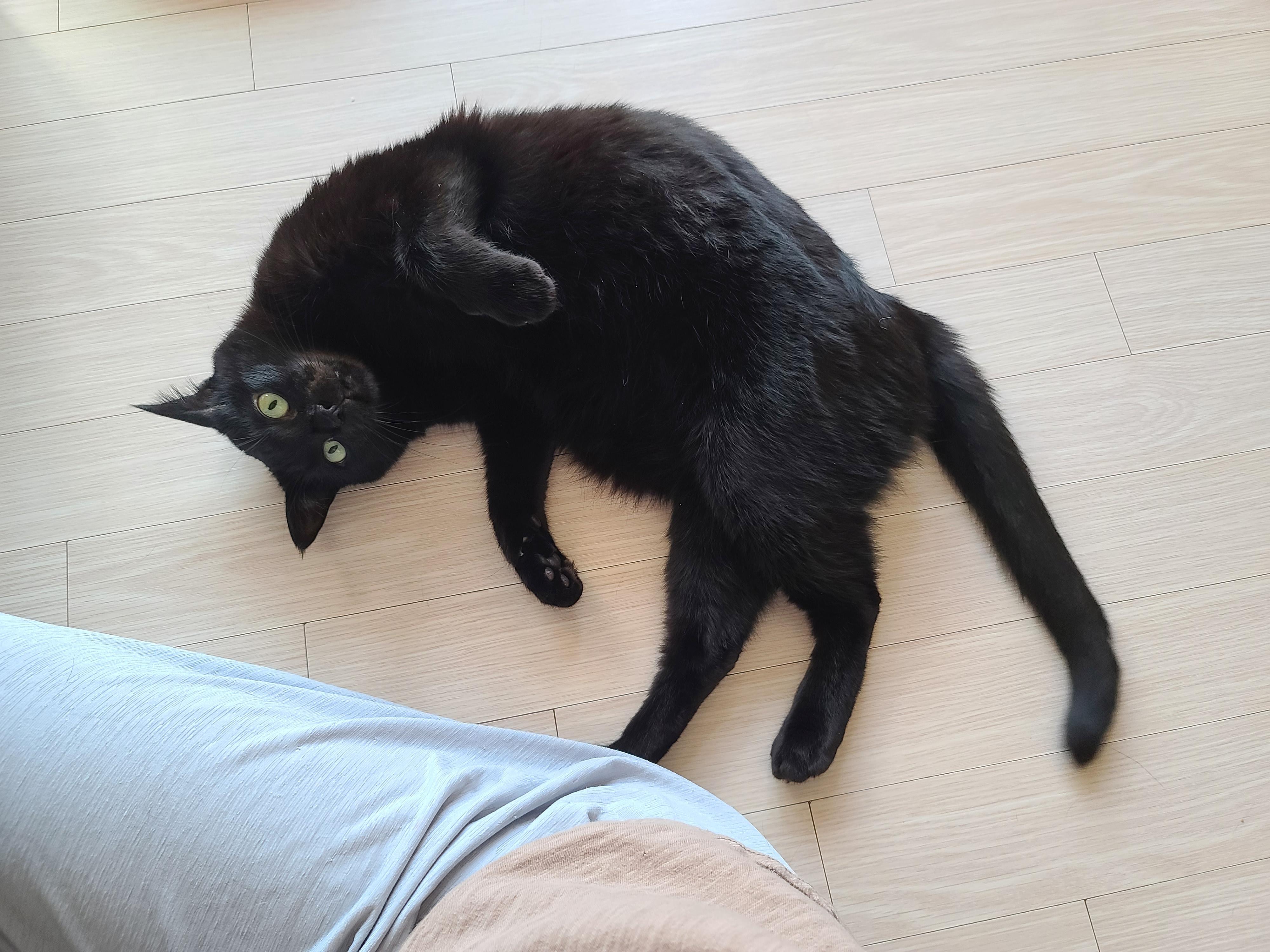 엄마껌딱지 고양이를 무시했더니..