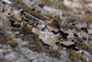 석이버섯 효능10