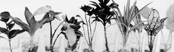 수경재배 방법 6가지 ③ 주의 사항