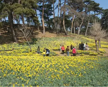 서산 유기방 가옥 수선화 축제_14